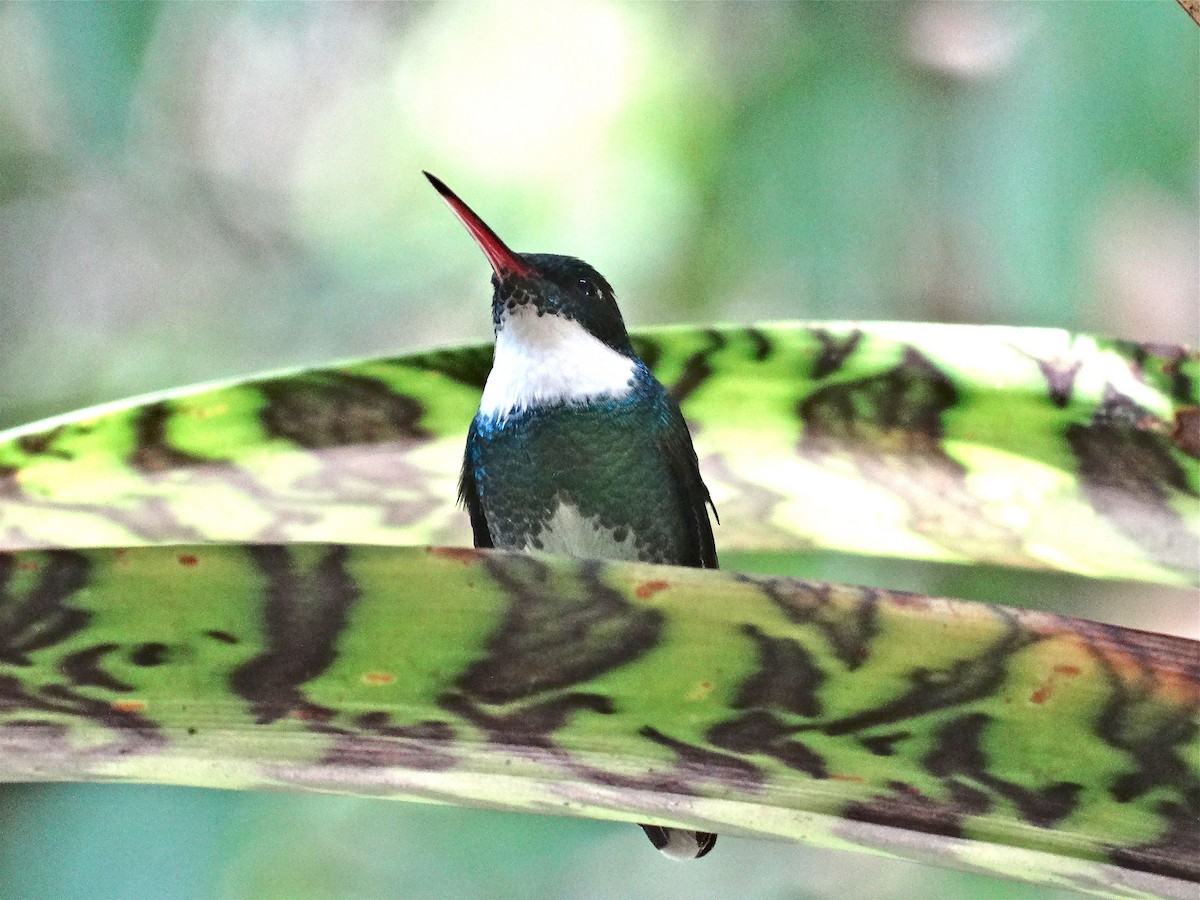 White-throated Hummingbird - ML137196921