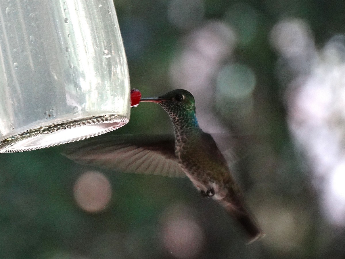 Glittering-bellied Emerald - ML137197021