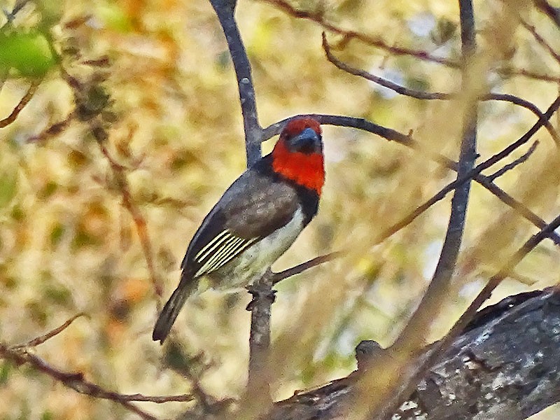 Kara Kolyeli Barbet - ML137199911