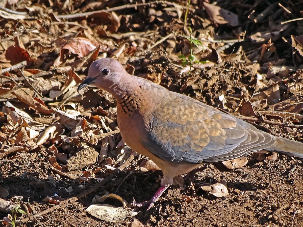 Laughing Dove - ML137199971