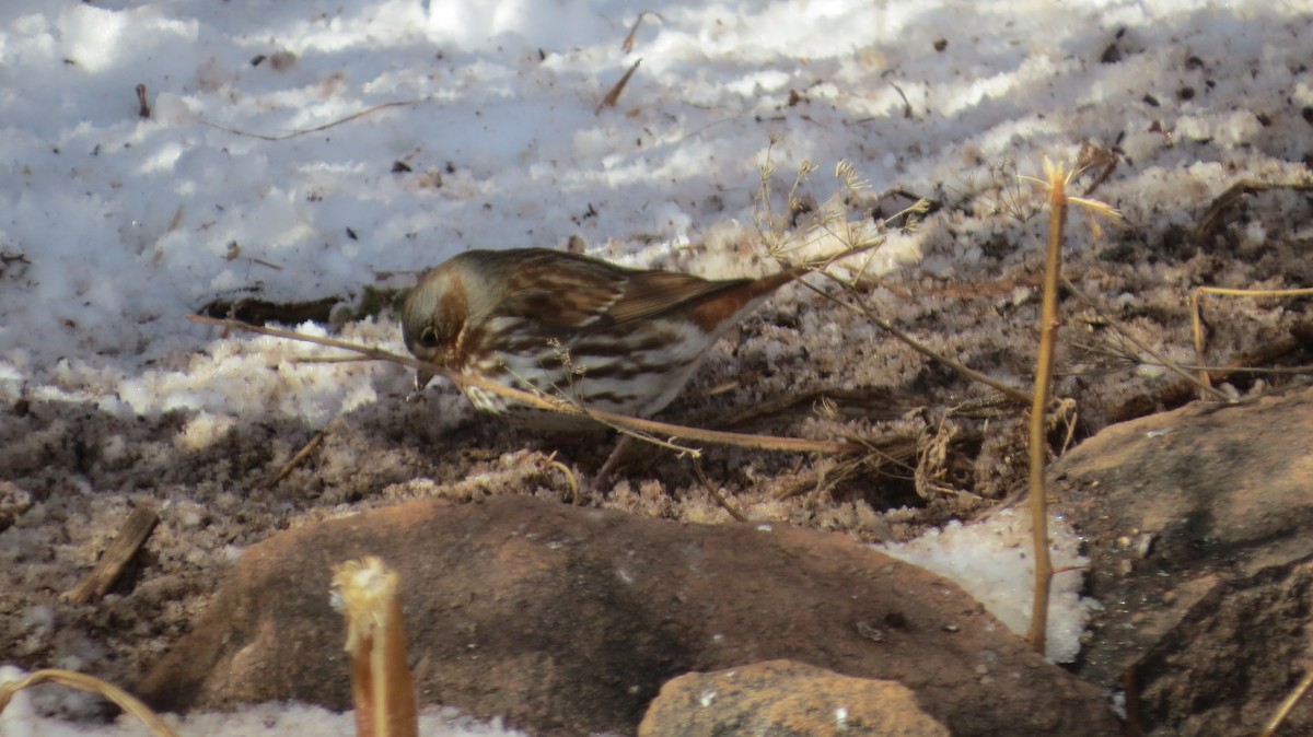 Fox Sparrow - ML137201511