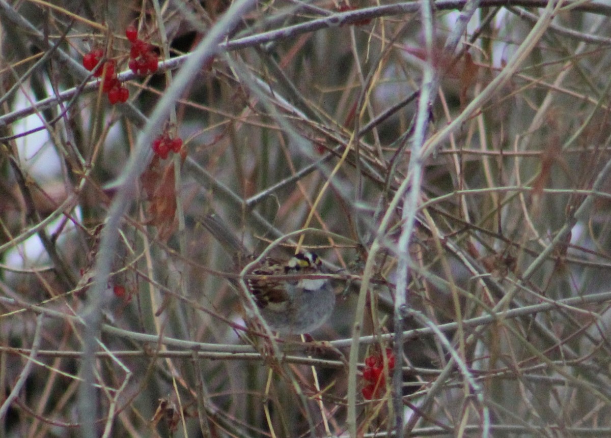 White-throated Sparrow - ML137201791