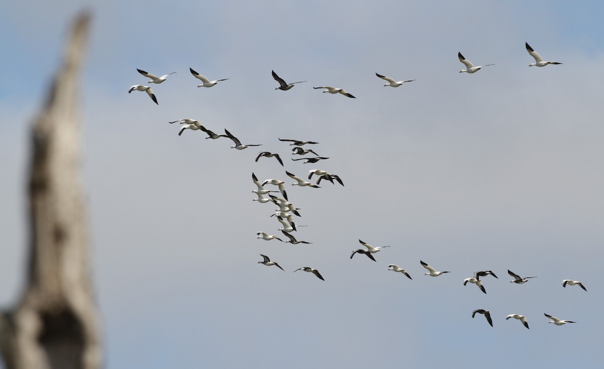 Snow Goose - ML137205031