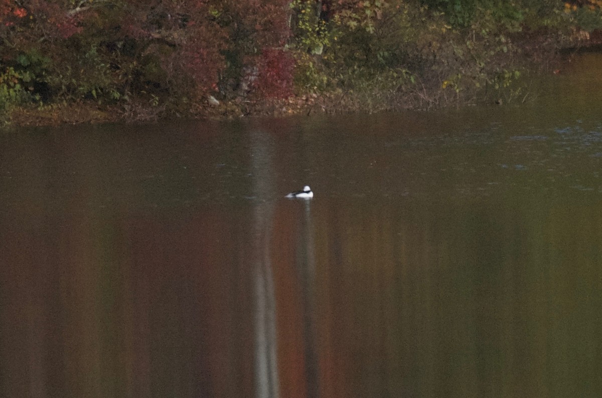 Bufflehead - ML137205191