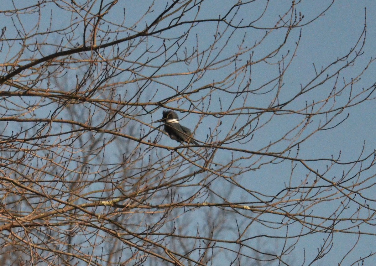 Belted Kingfisher - Old Sam Peabody