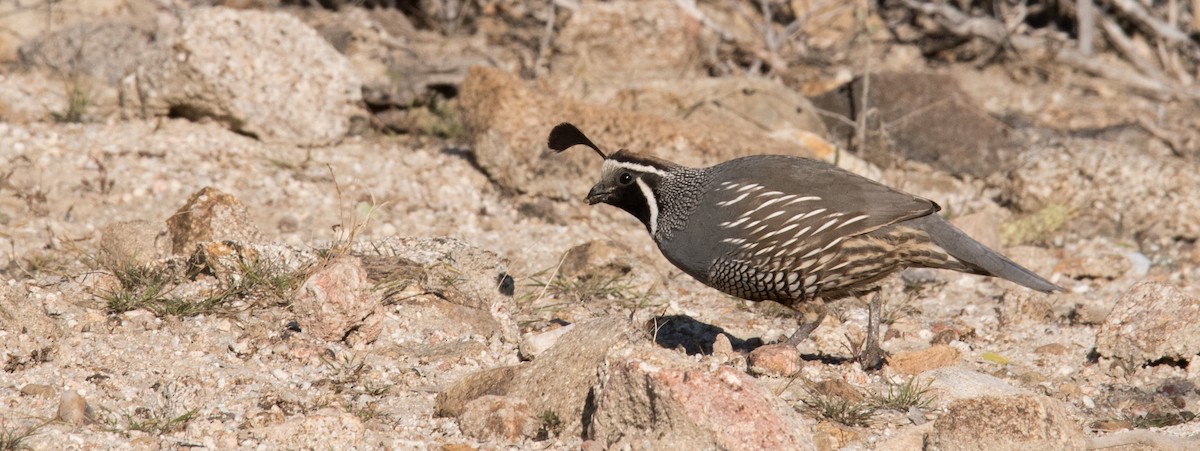 California Quail - Nathaniel Behl