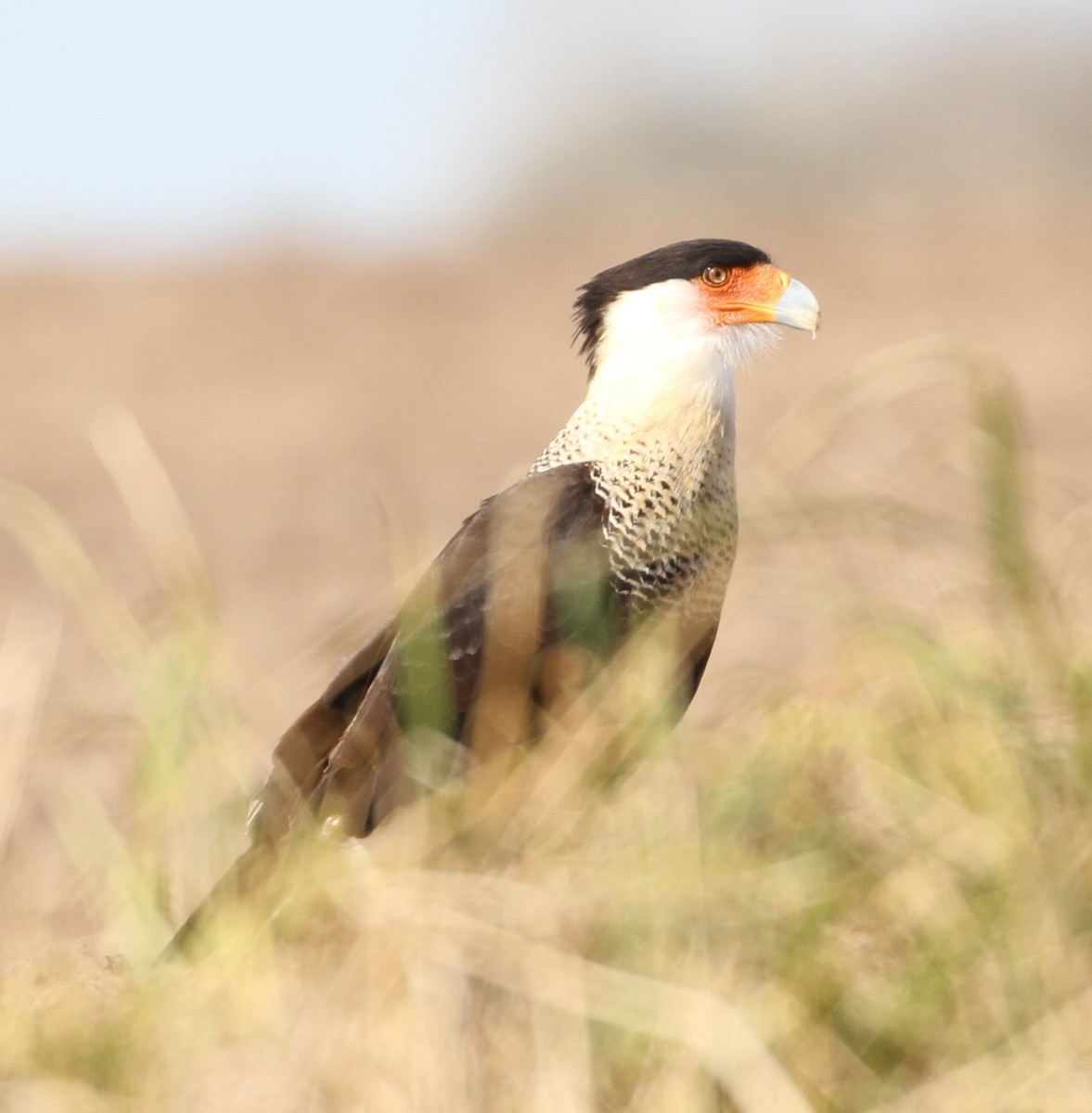 Crested Caracara (Northern) - Don Coons