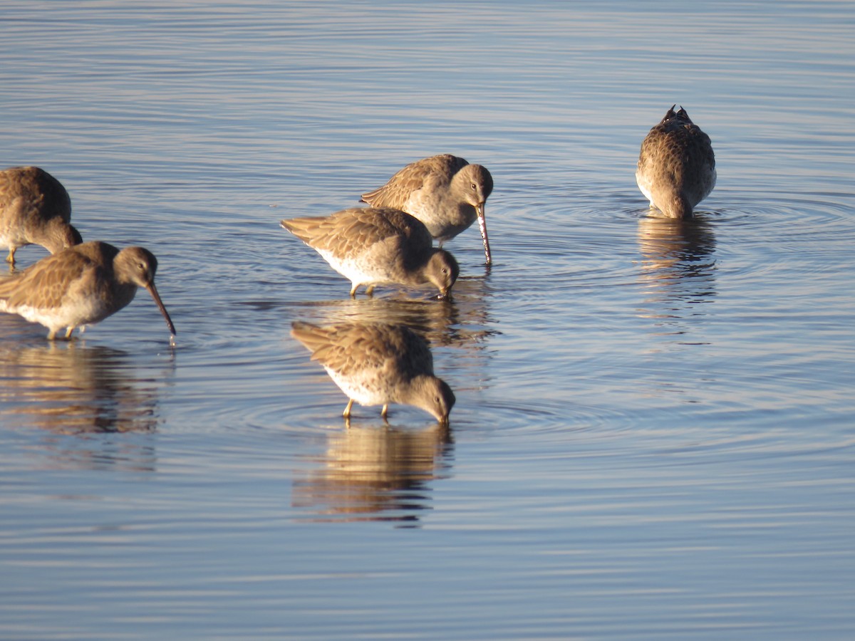 Short-billed/Long-billed Dowitcher - ML137208891