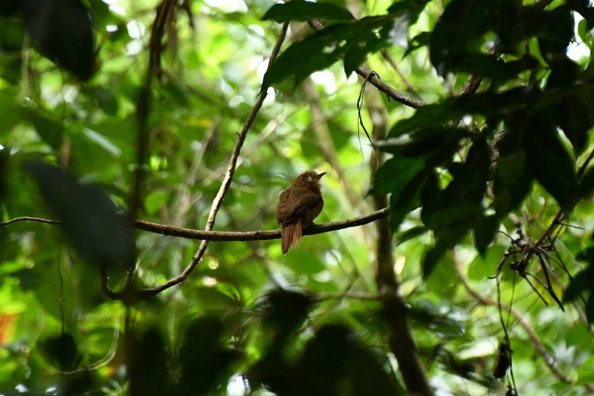 White-whiskered Puffbird - Epi Shemming