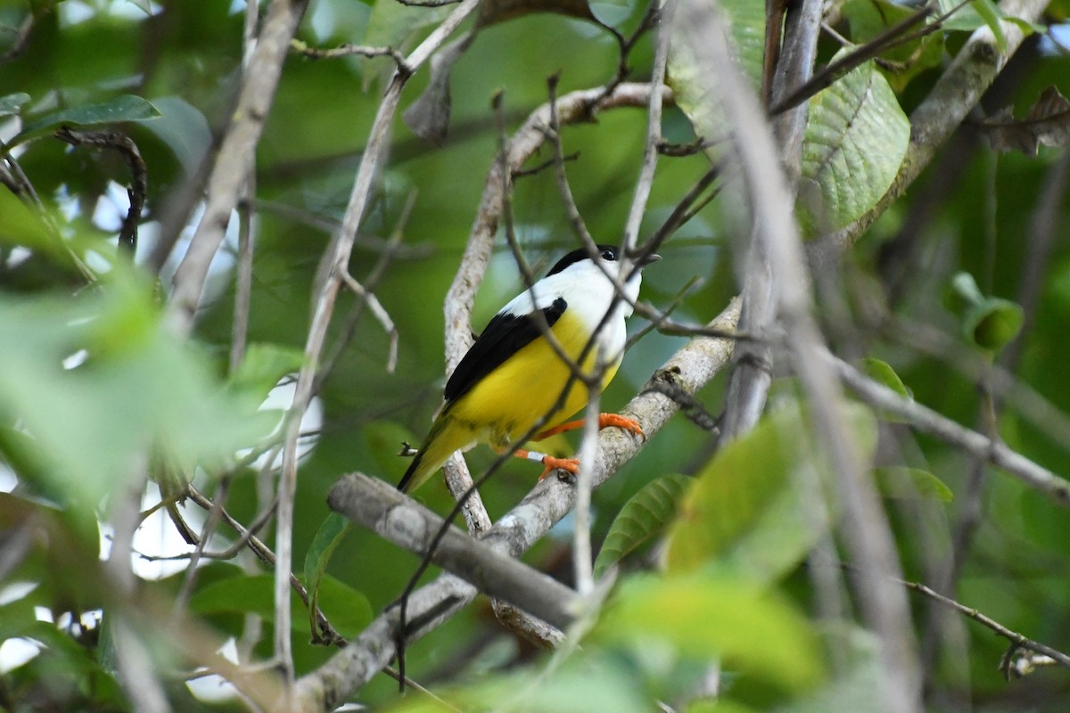 Manakin à col blanc - ML137212081