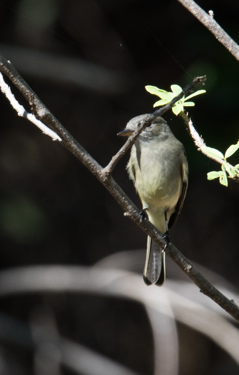 Western Flycatcher (Pacific-slope) - ML137212461