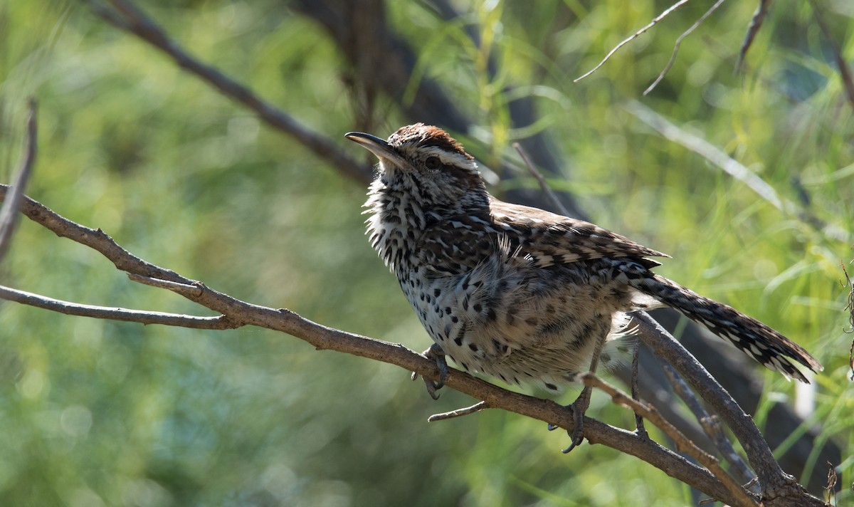 Cactus Wren - ML137212621