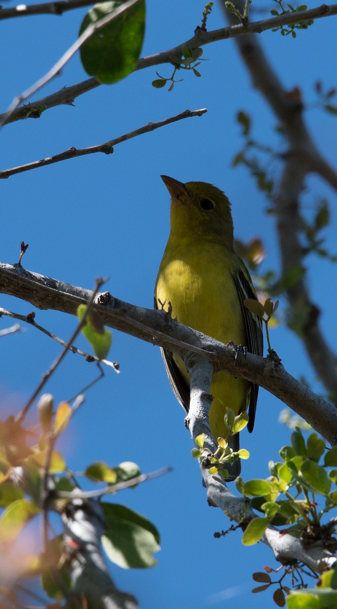 Western Tanager - ML137212691