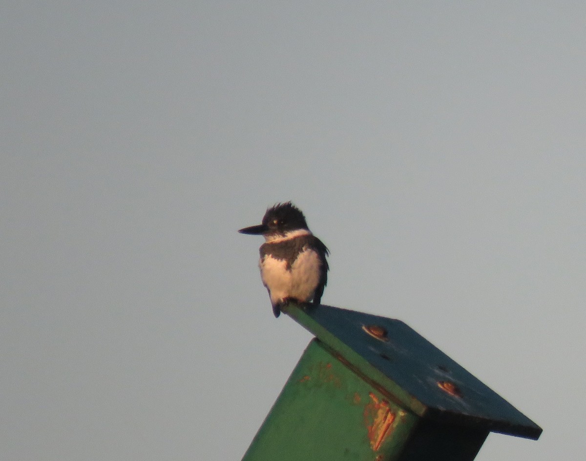 Belted Kingfisher - ML137212761