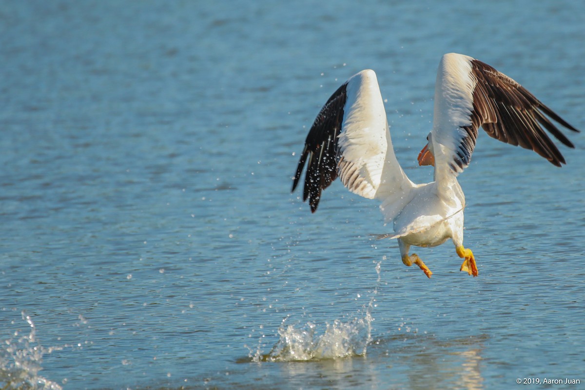 American White Pelican - Aaron Juan