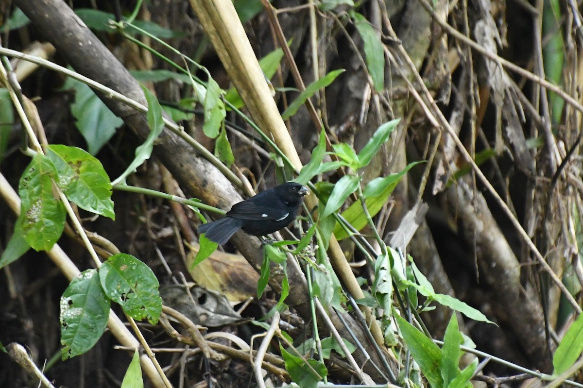 Sporophile à bec fort - ML137213091