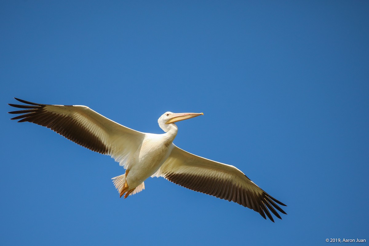 American White Pelican - Aaron Juan