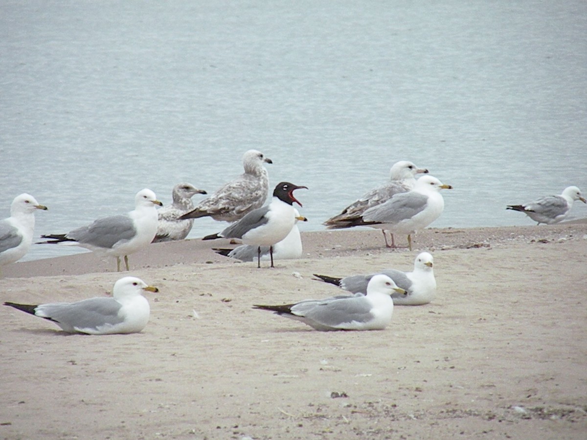 Mouette atricille - ML137213151