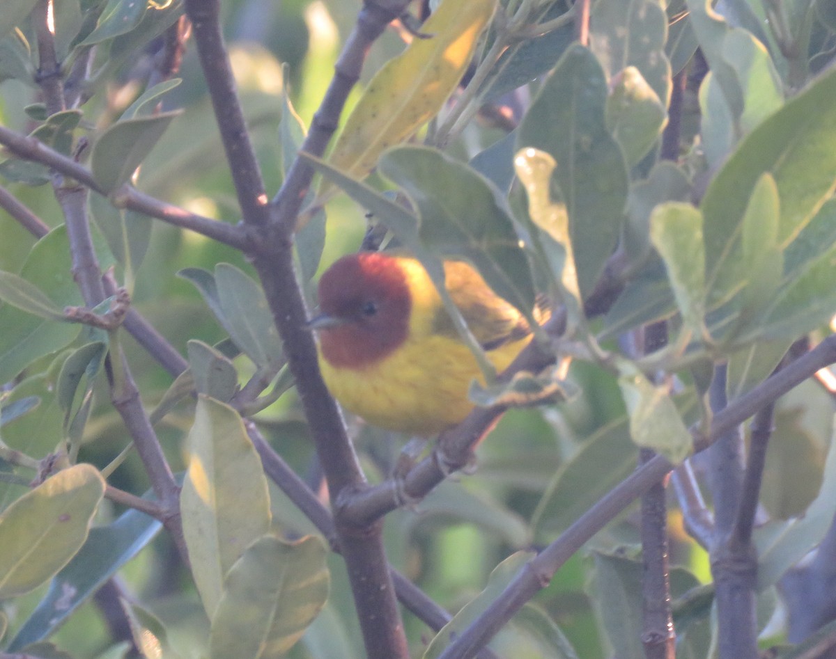 Yellow Warbler (Mangrove) - ML137213791