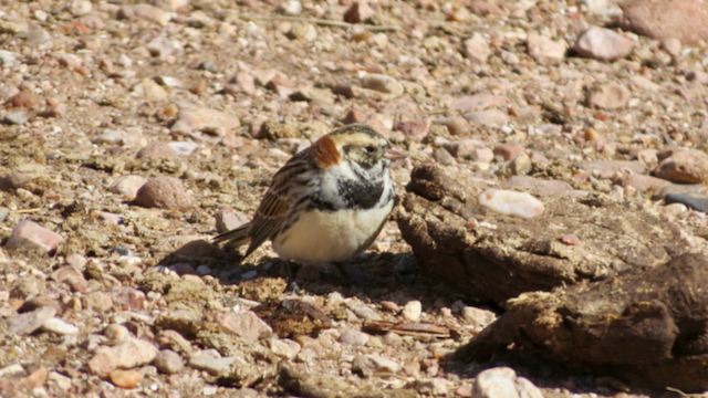 Lapland Longspur - ML137219031