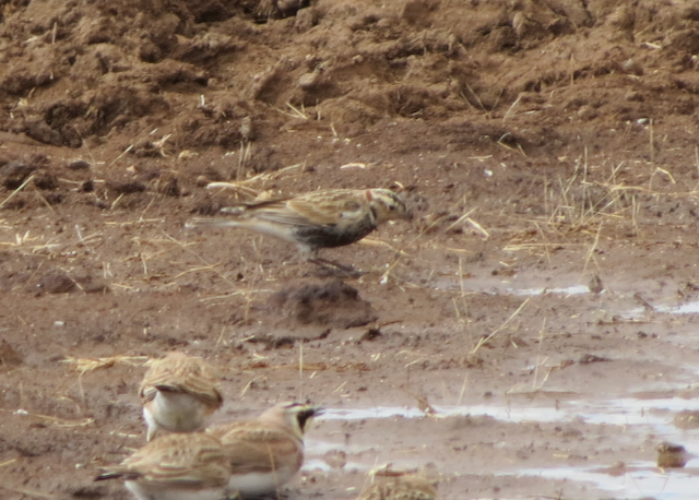 Chestnut-collared Longspur - ML137219121