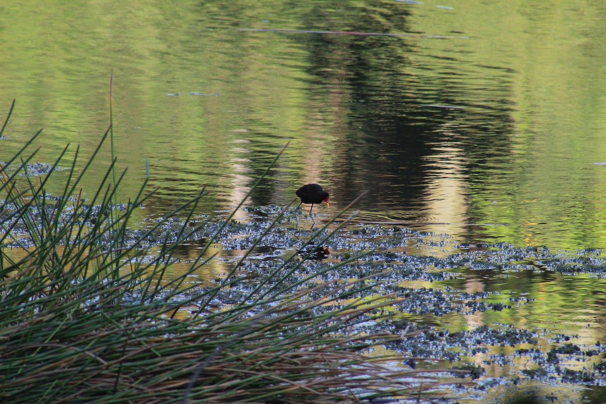 Wattled Jacana - ML137219441