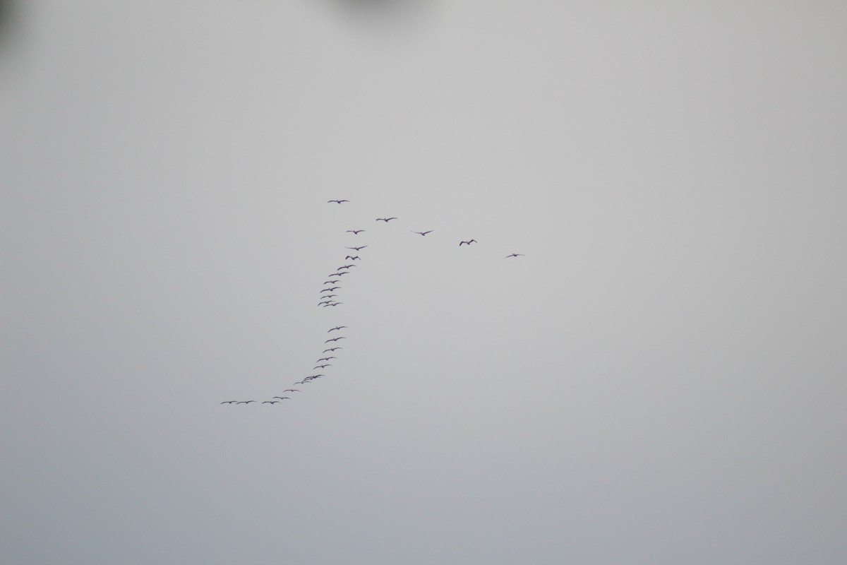 Brown Pelican - Edmundo Cataño