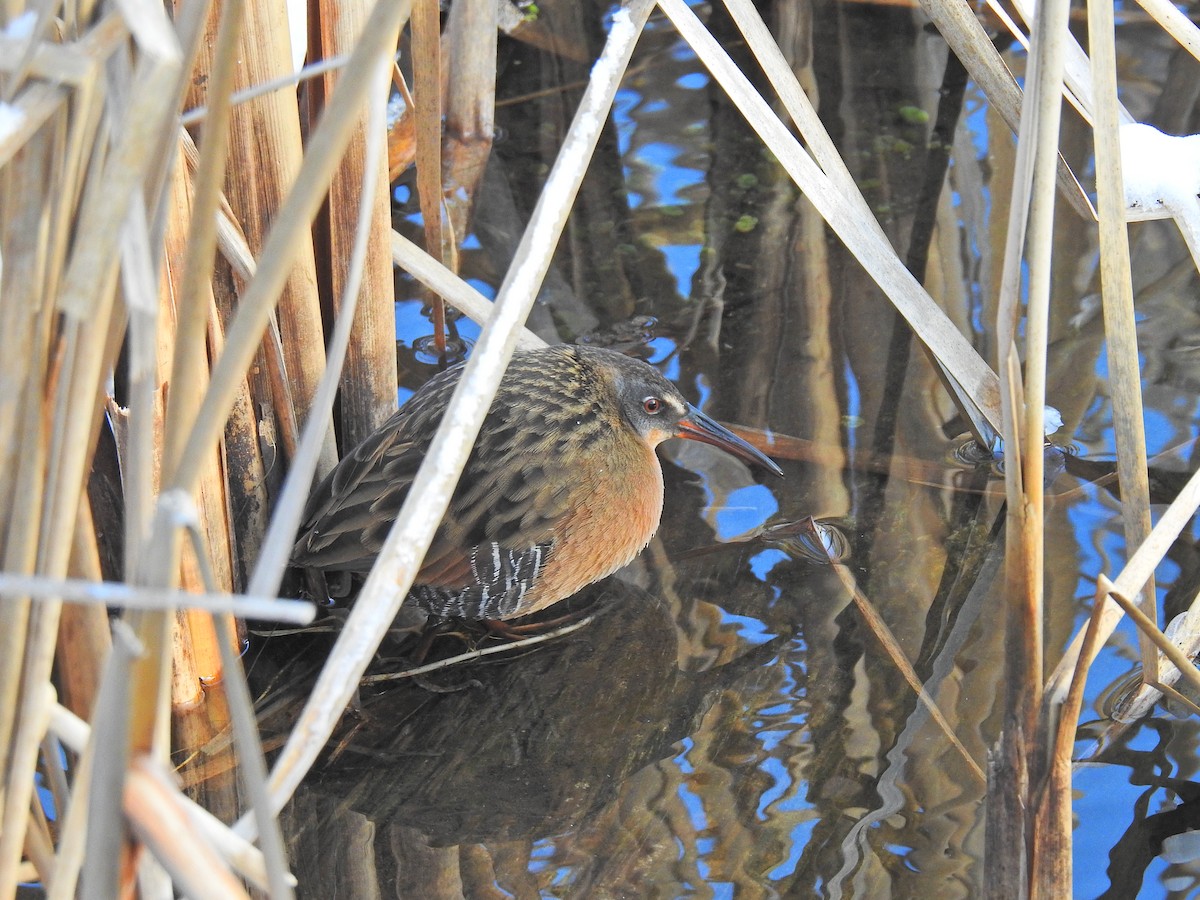 Virginia Rail - ML137223261