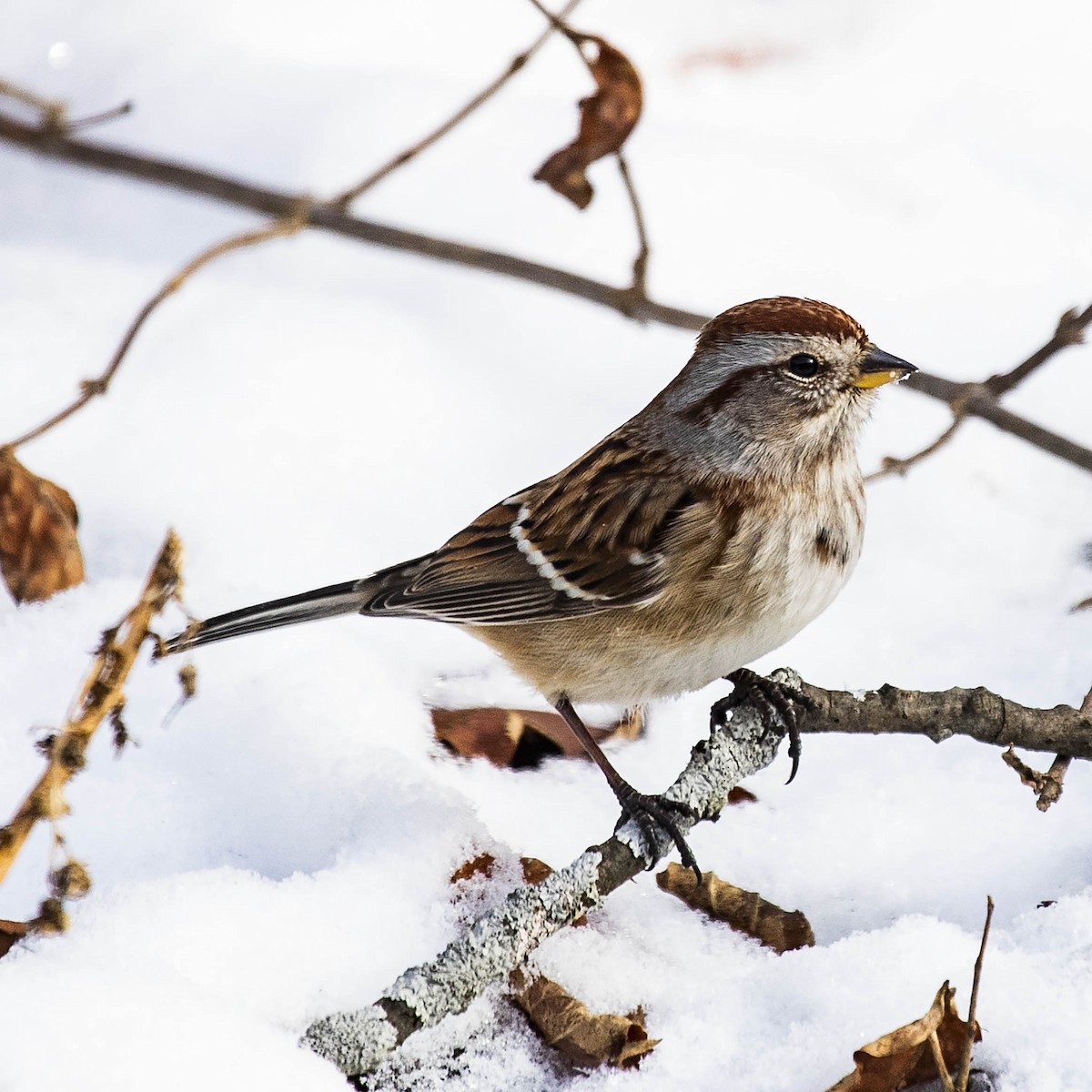 American Tree Sparrow - Mark Plessner