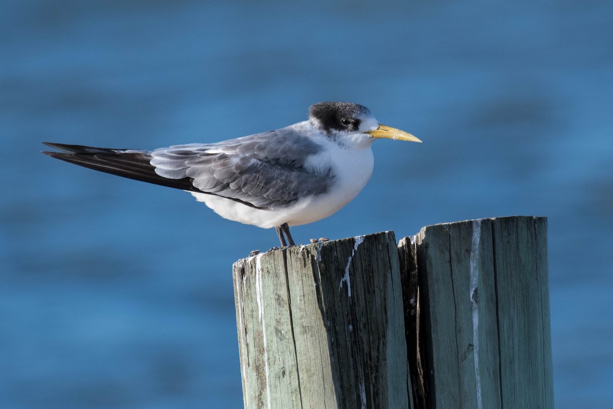 Great Crested Tern - ML137225241