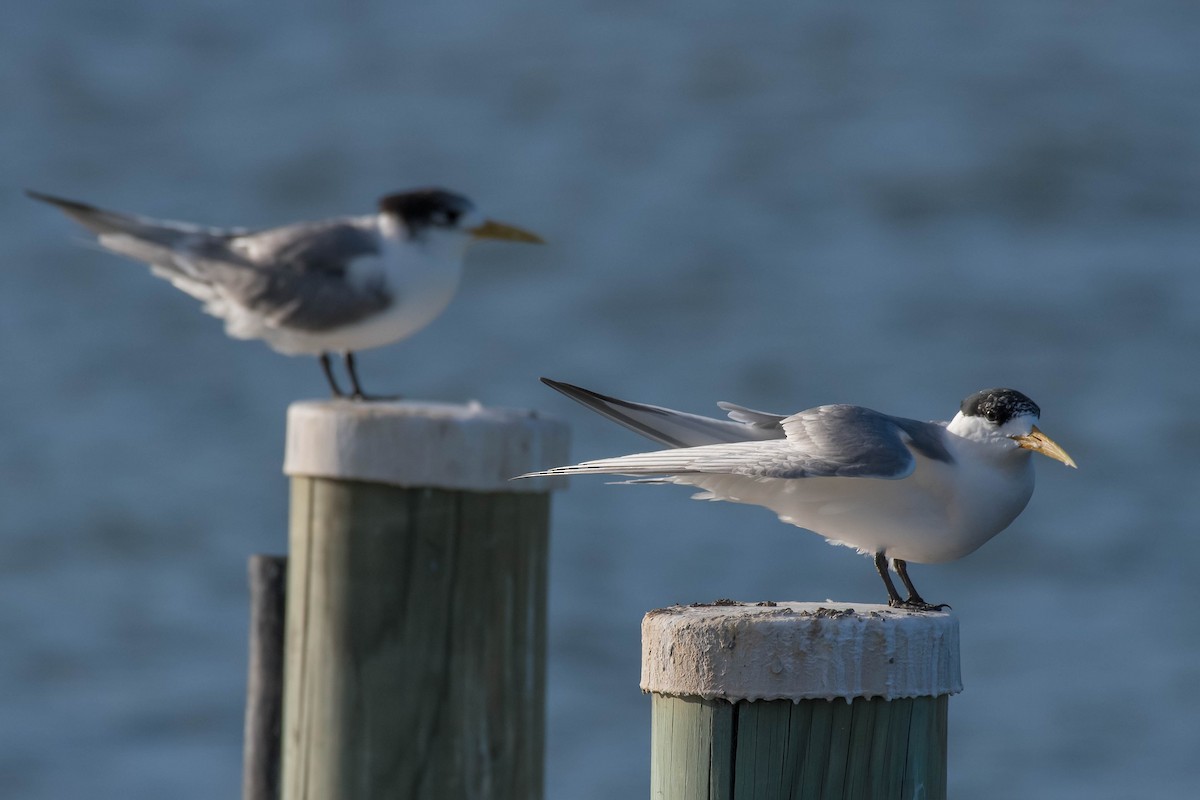 Great Crested Tern - ML137225341