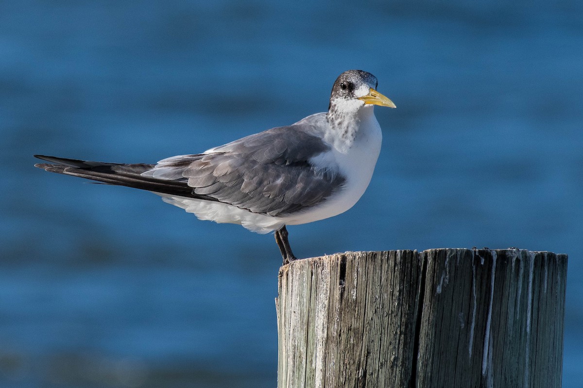 Great Crested Tern - Terence Alexander