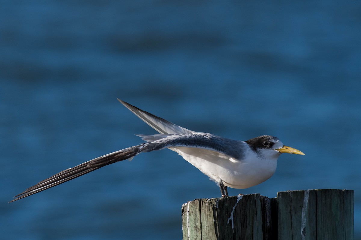 Great Crested Tern - ML137225631