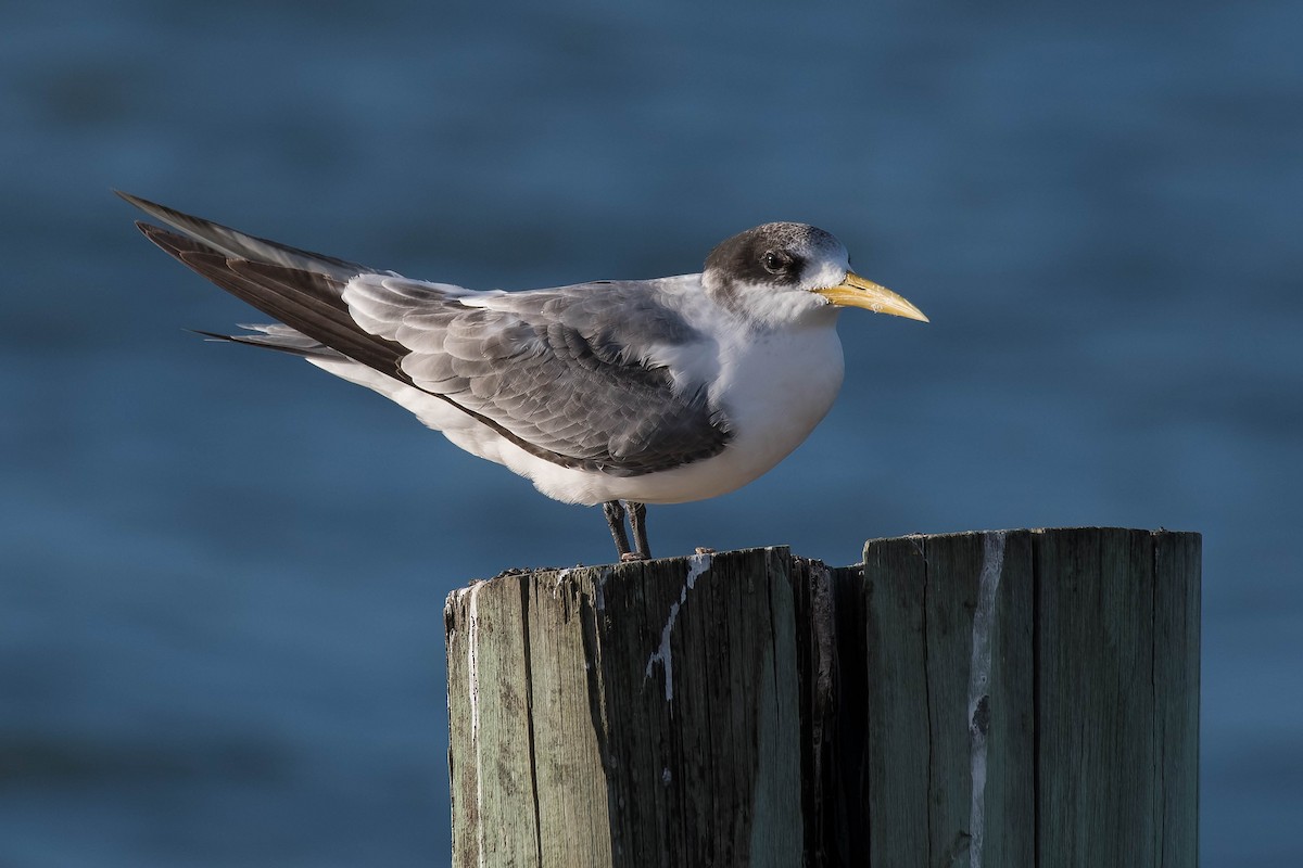 Great Crested Tern - Terence Alexander