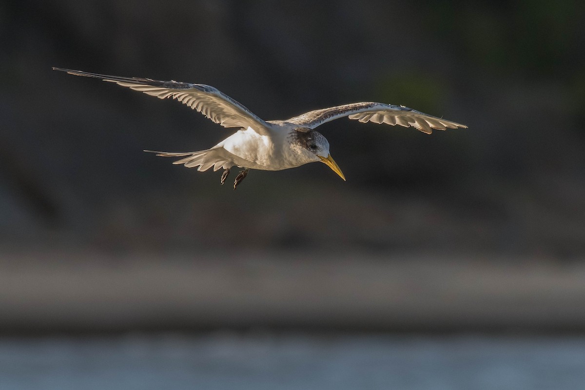 Great Crested Tern - ML137225711