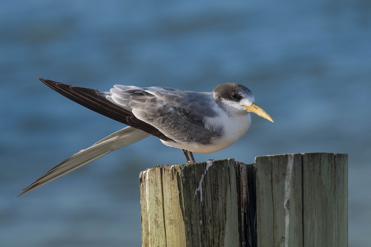 Great Crested Tern - ML137225781