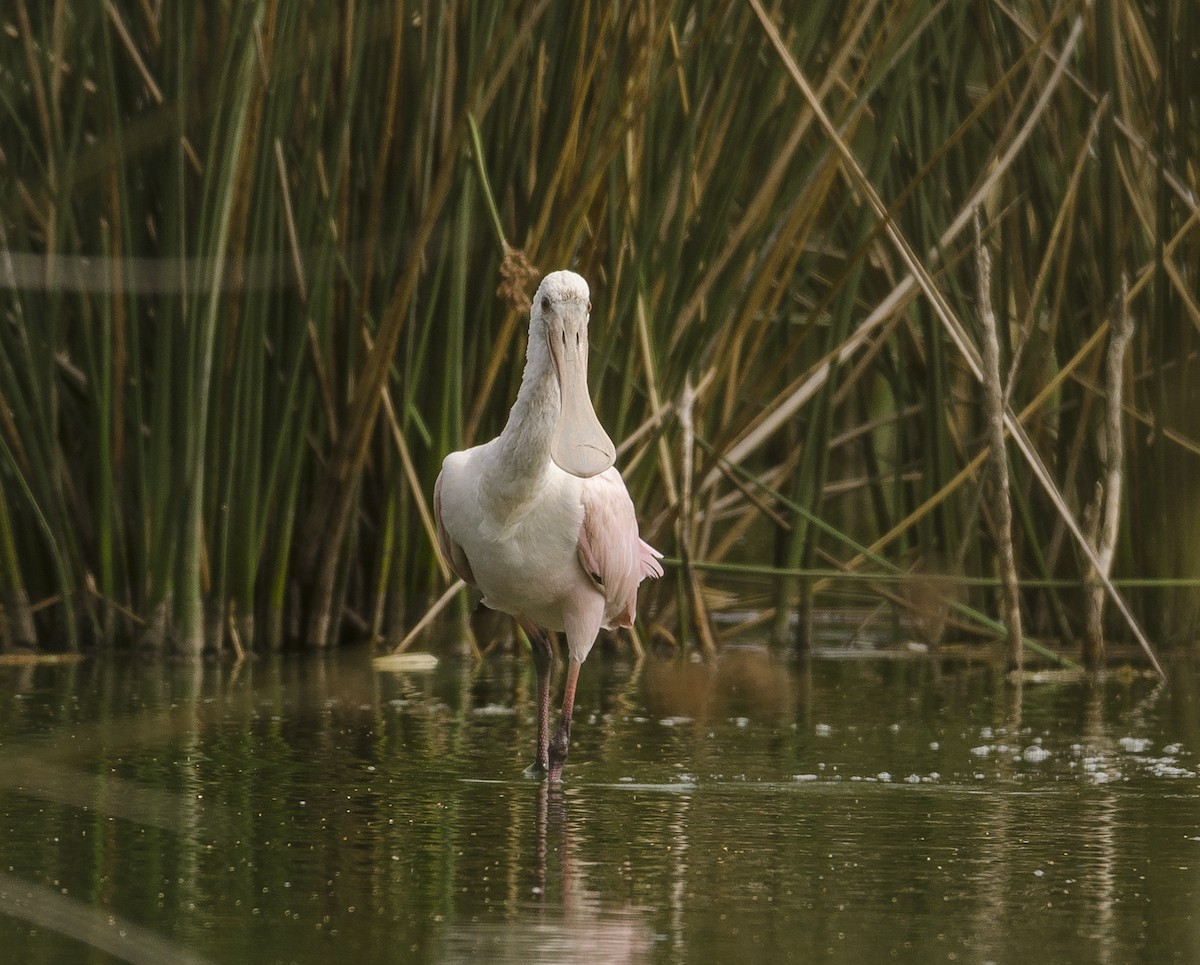 Roseate Spoonbill - ML137226131