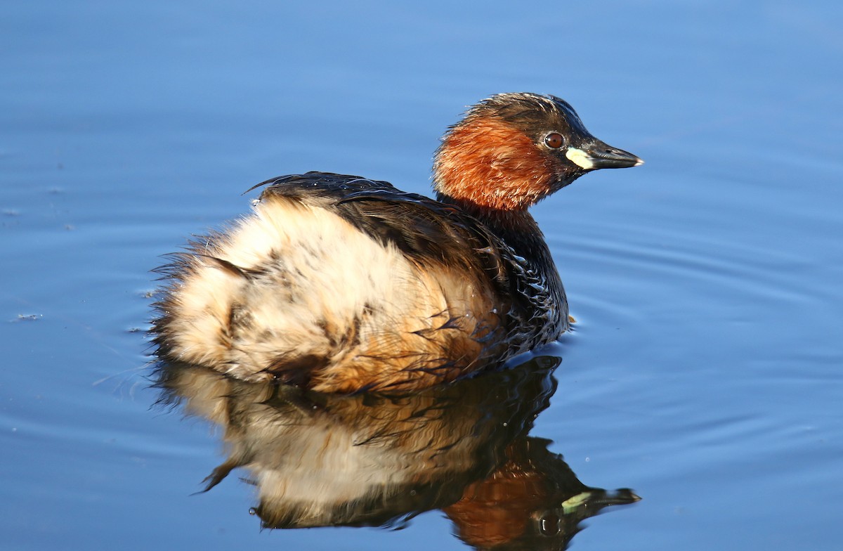 Little Grebe - Marina Ribeiro