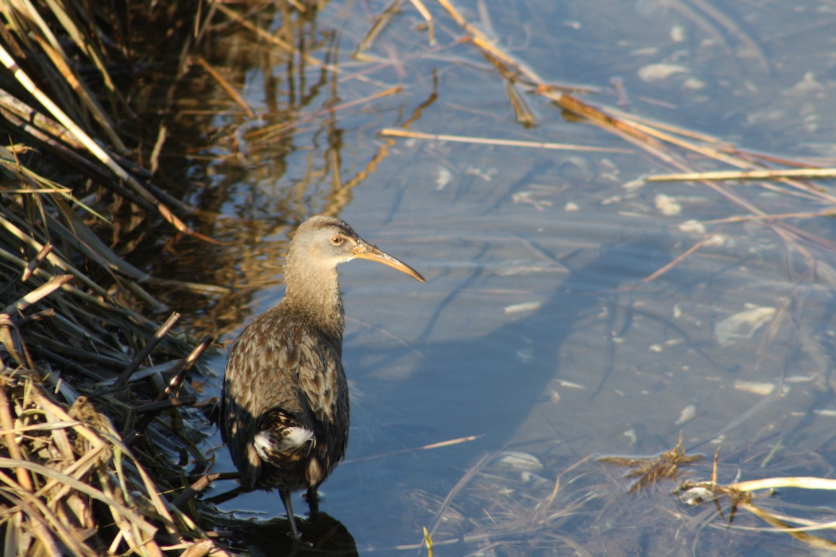 Clapper Rail - ML137229221