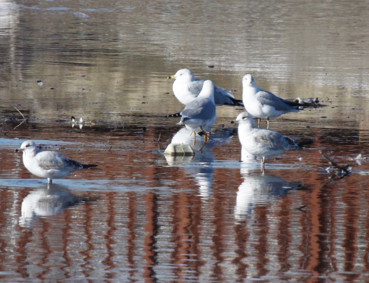 Ring-billed Gull - Danielle Finlayson