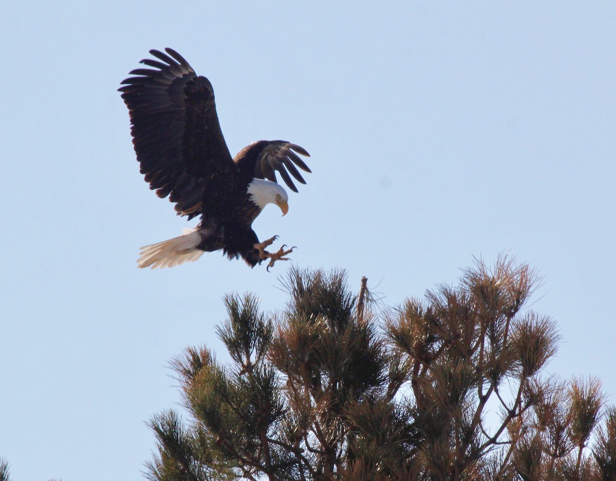 Bald Eagle - ML137229881