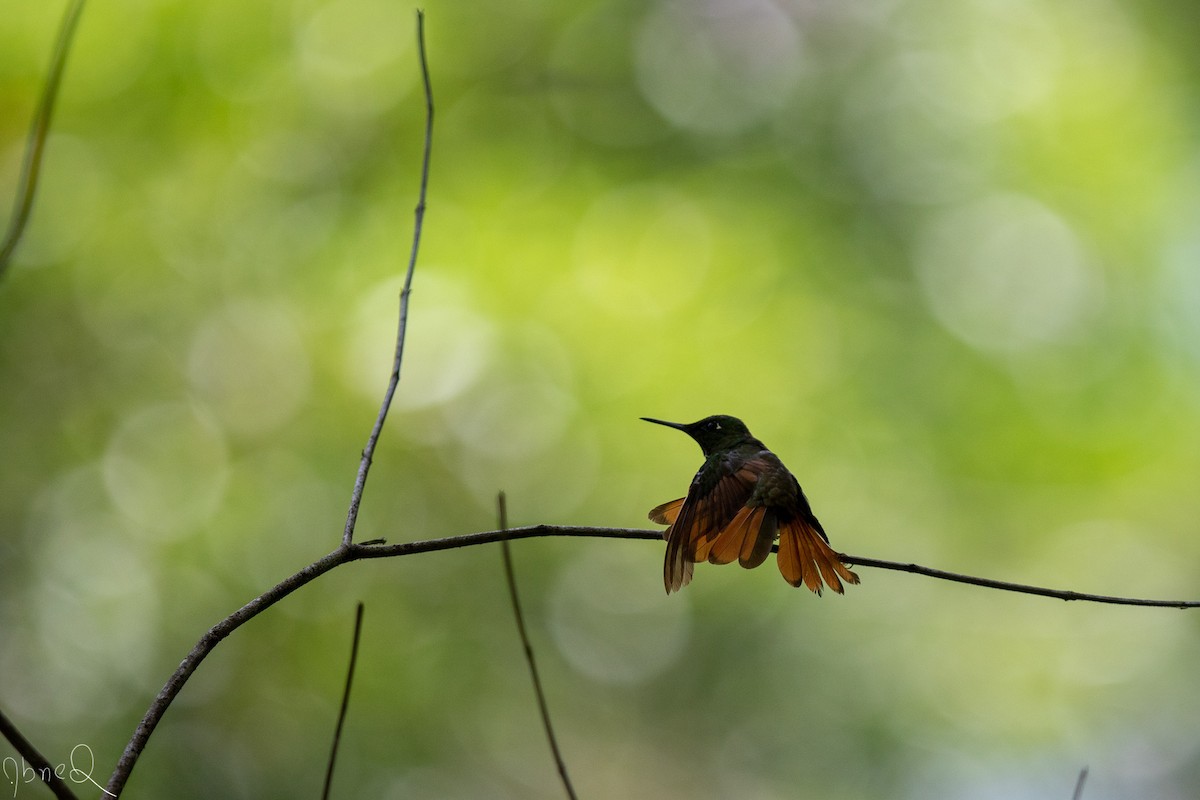 kolibřík brazilský - ML137230331