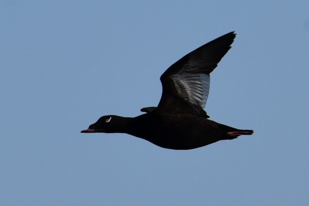 White-winged Scoter - Donna Carter