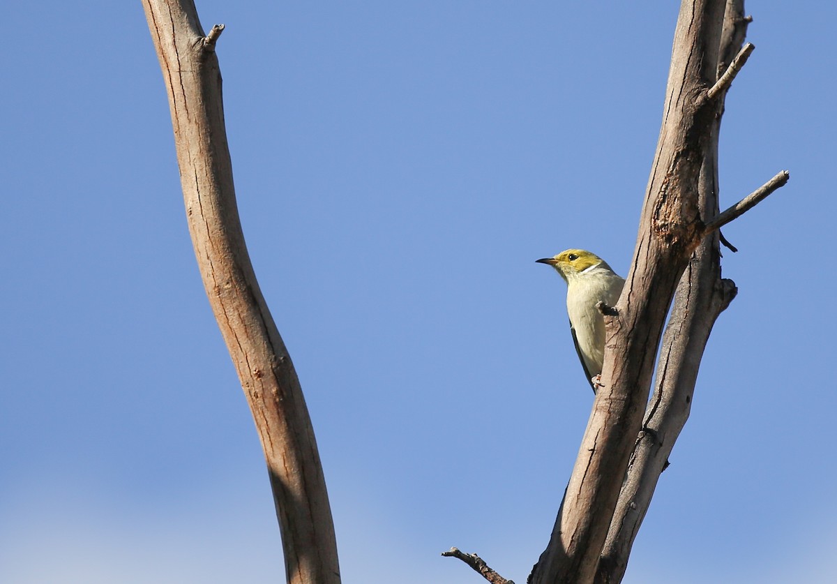 White-plumed Honeyeater - Geoff Dennis