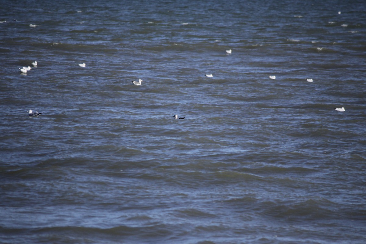 Ring-billed Gull - Kathy Richardson