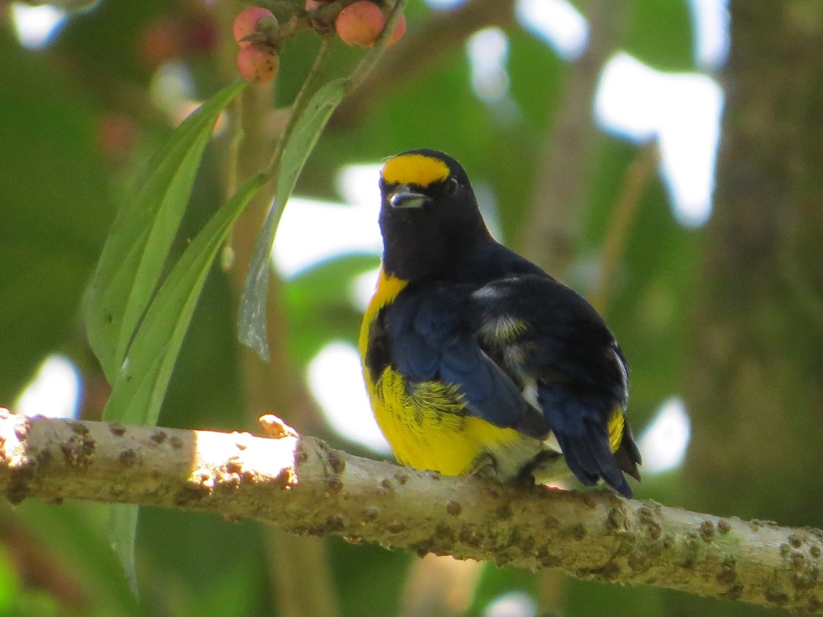 Yellow-crowned Euphonia - ML137235941