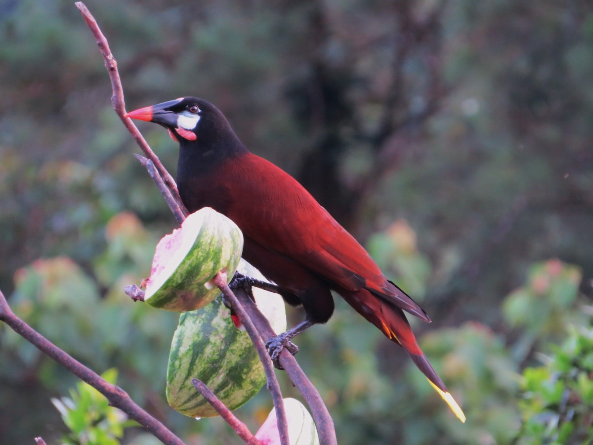 Montezuma Oropendola - ML137236011