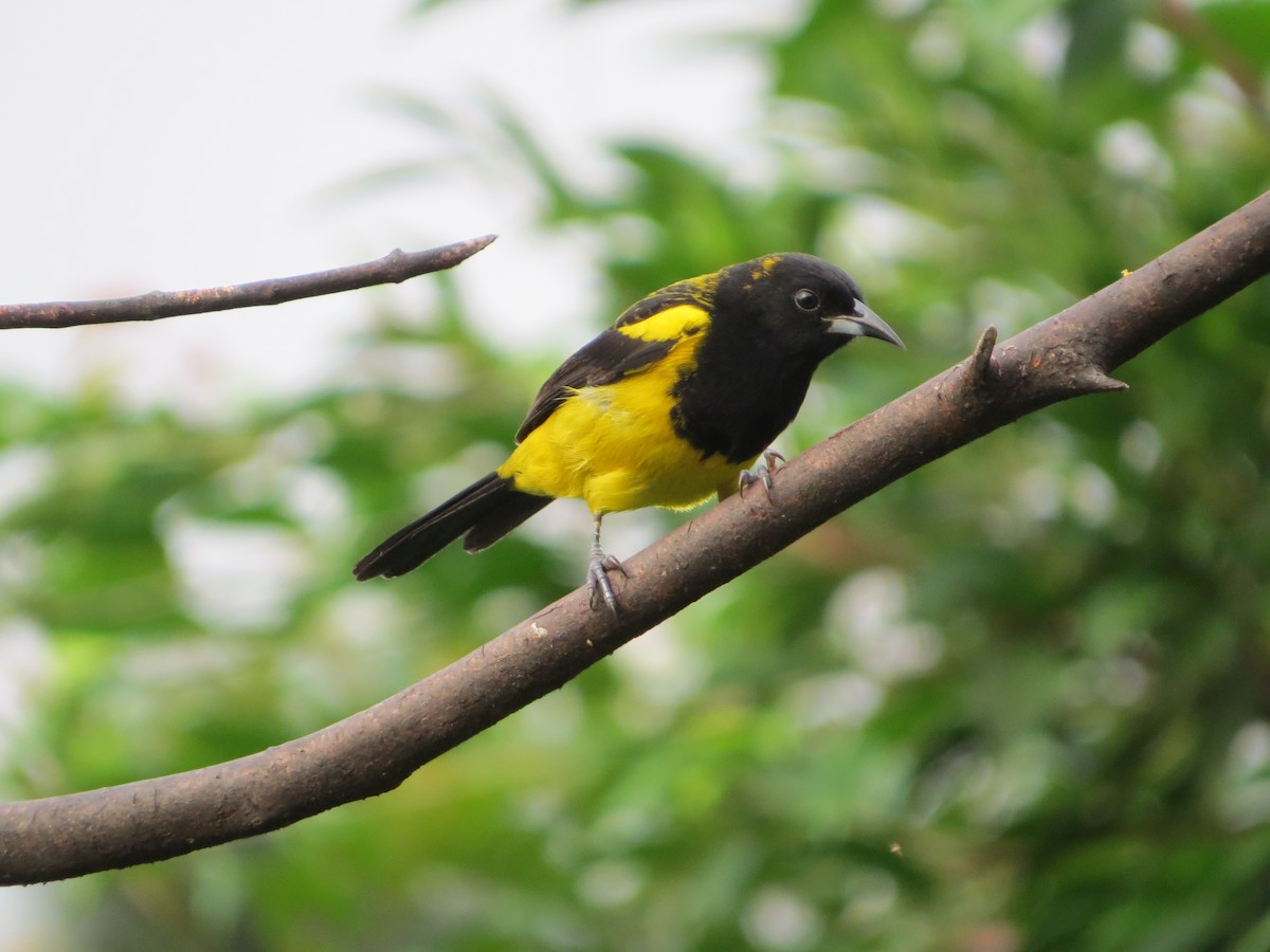 Black-cowled Oriole - ML137236091