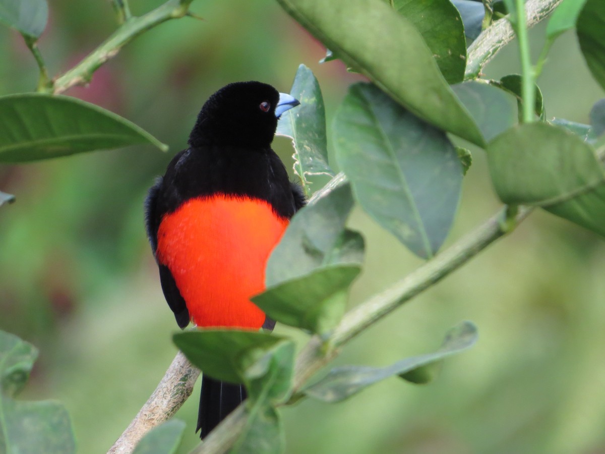 Tangara Terciopelo (passerinii) - ML137236341