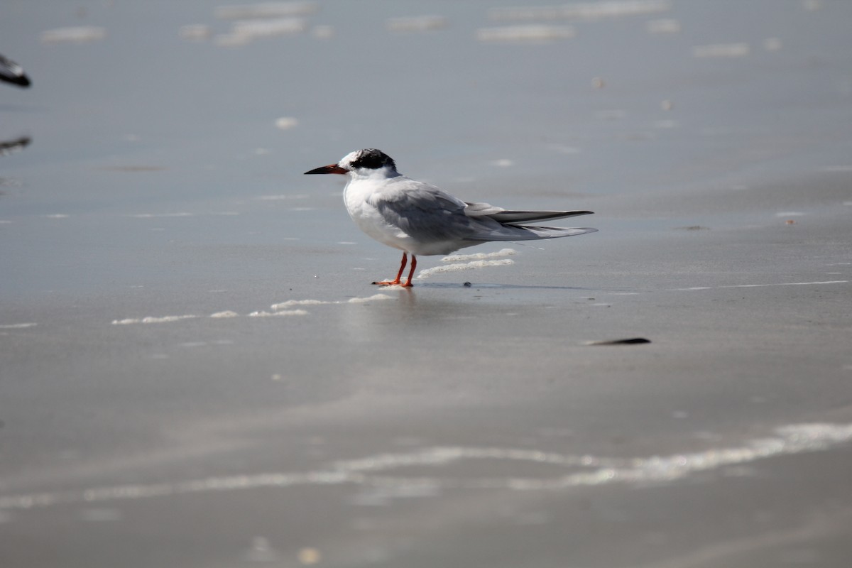 Common Tern - ML137236401